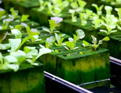 The Global Hydroponics Market Size and Growth Trends